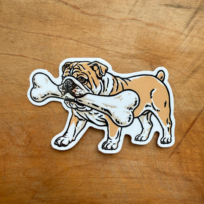 Big Bone English Bulldog Glossy Sticker