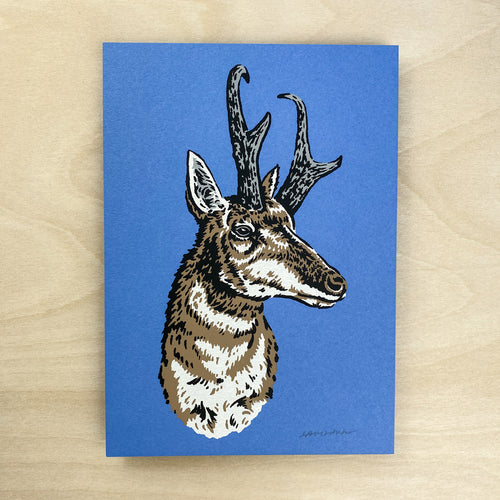 Colorado Pronghorn - Signed 5x7in Print #221